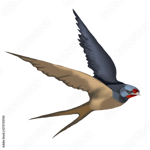 Swallow. Birds in flight, isolated on white background.