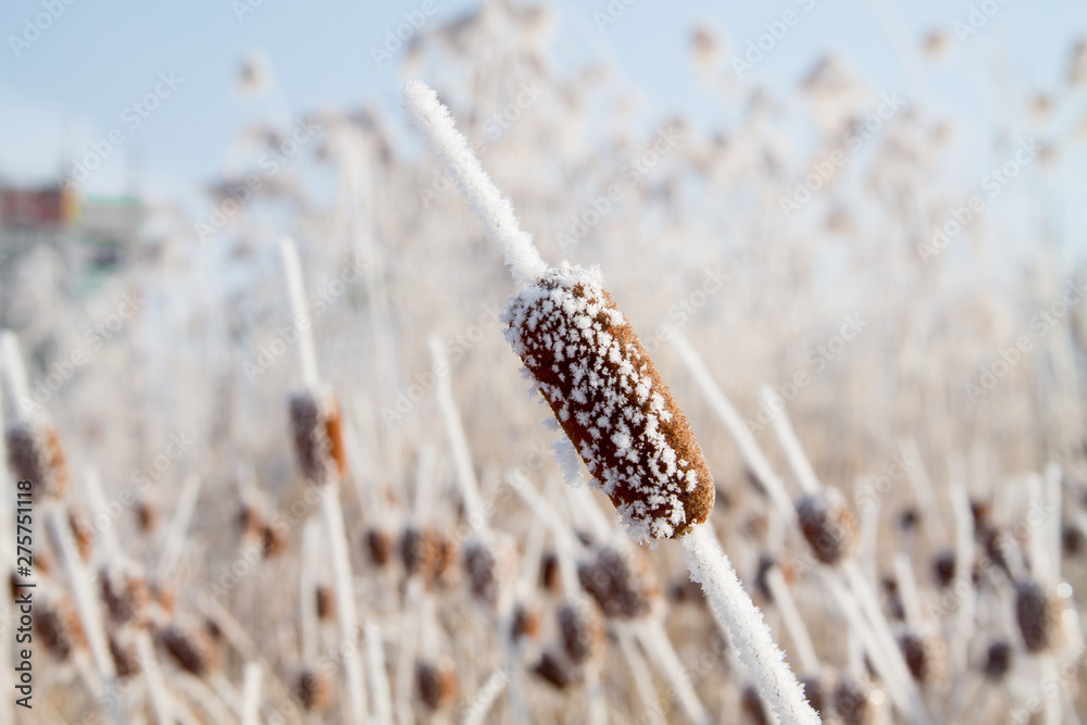 abstract pattern background with frosted bulrush, corn dog in winter covered with snow on it abstract pattern background with frosted bulrush, corn dog in winter covered with snow on it