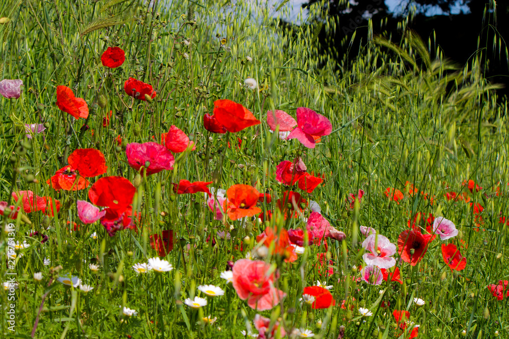 Fototapeta premium red poppies in a summer meadow