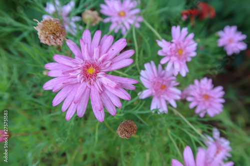 Aster amellus  Pink flowers blooming in the garden.