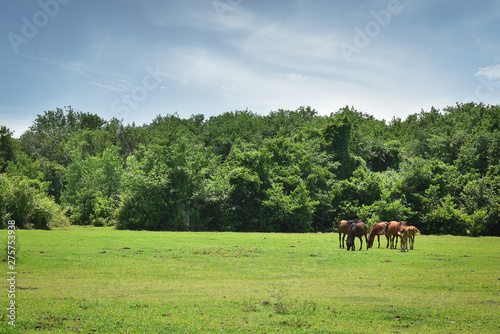 horse in the field