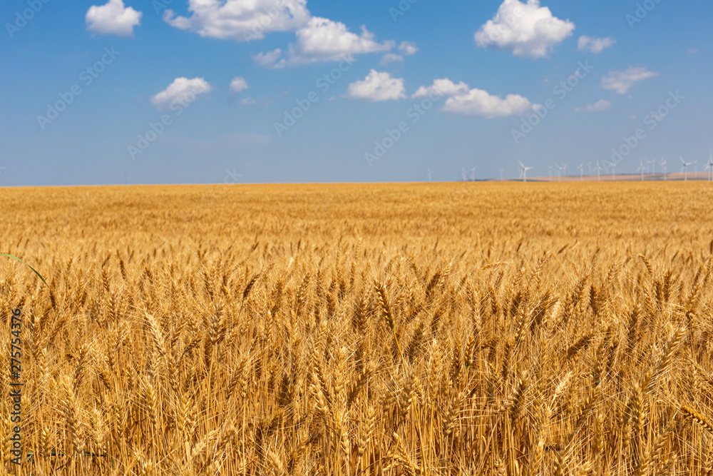 Scenery of wheat field and the blue, cloudy sky