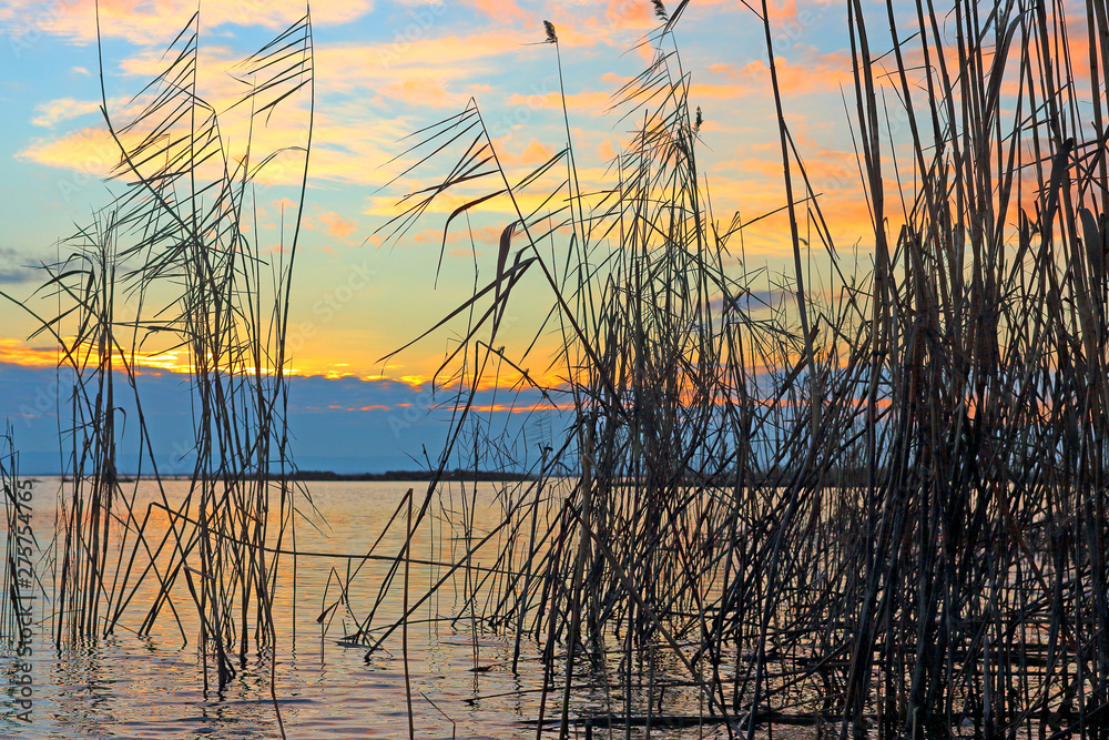 Silhouettes of cattail (reedmace) at beautiful golden sunset over lake at the autumn Silhouettes of cattail (reedmace) at beautiful golden sunset over lake at the autumn
