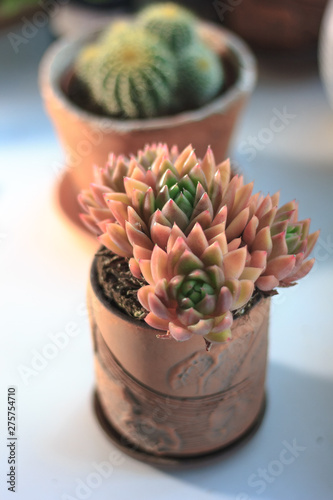 Beautiful pink and orange s...