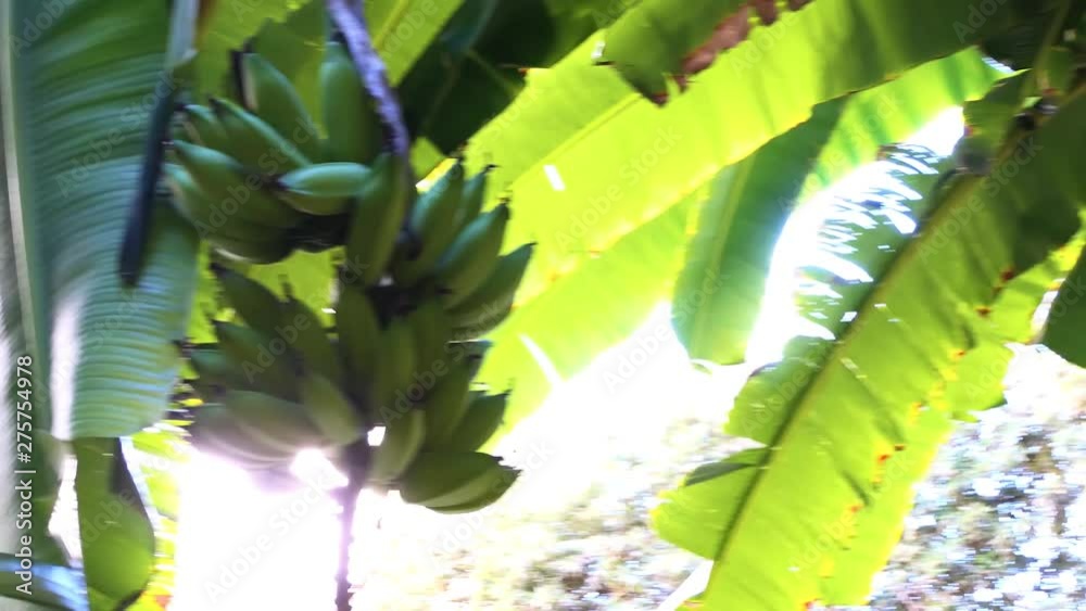 Musa paradisiaca is accepted name for the hybrid between Musa acuminata