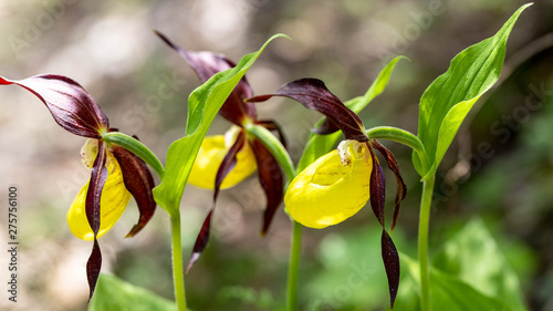 Sabot de Venus, a rare orchid that grows on the slopes of the Vercors plateau in the French Alps