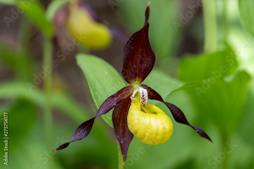 Sabot de Venus, a rare orchid that grows on the slopes of the Vercors plateau in the French Alps