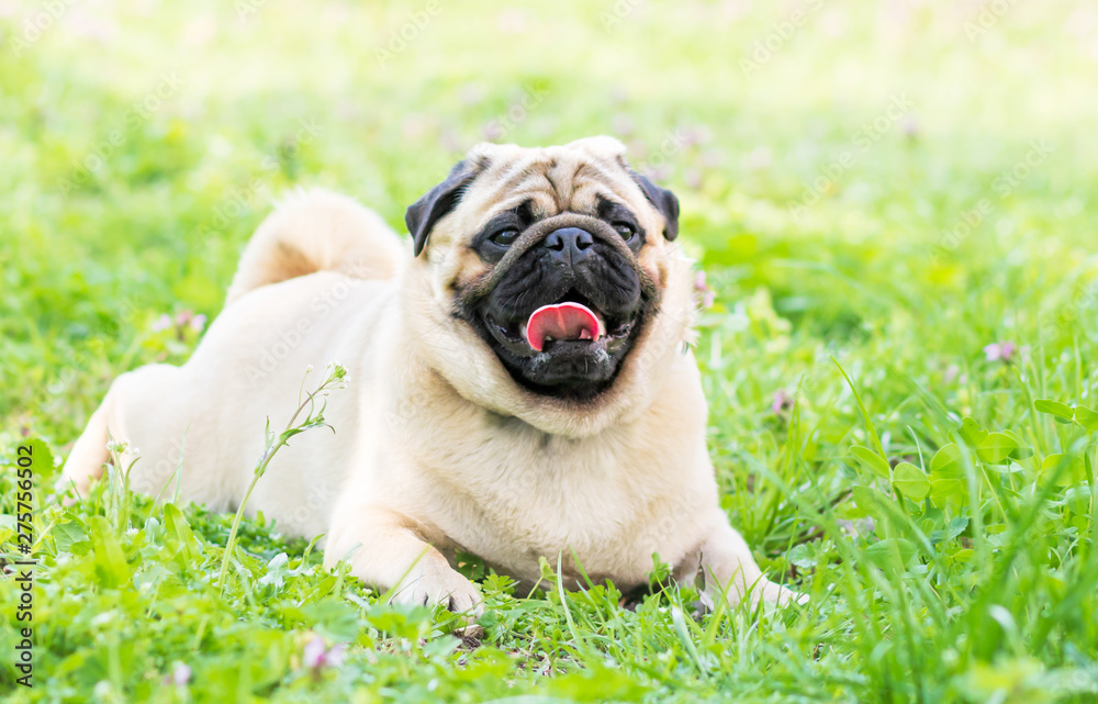 Close-up of Pug on the green grass in the garden