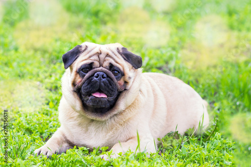 Close-up of Pug on the green grass in the garden
