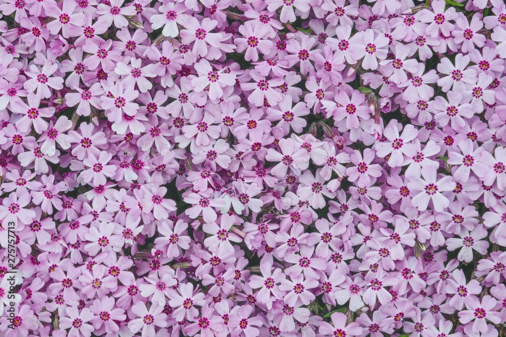 Pink flowers pattern, background and texture.