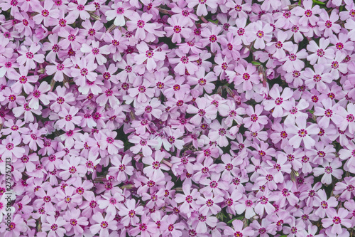 Fototapeta Naklejka Na Ścianę i Meble -  Pink flowers pattern, background and texture.