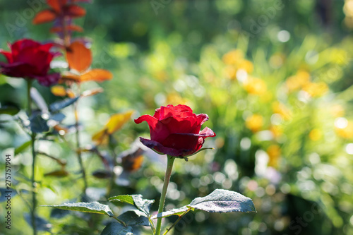 Rose flower in dew drops.