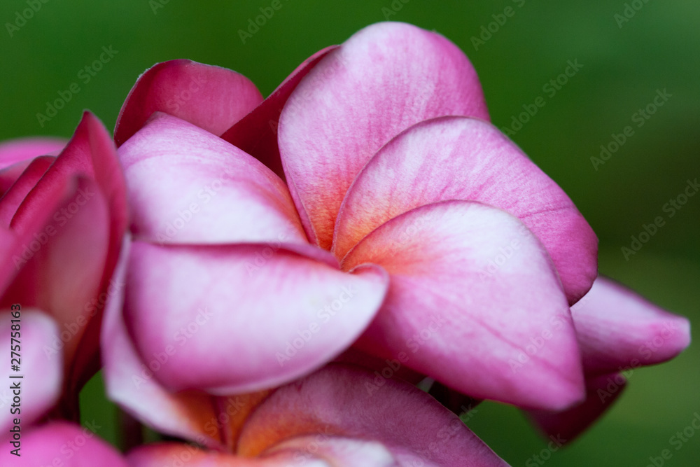 plumeria flowers closeup — tropical plant plumeria flowers closeup — tropical plant