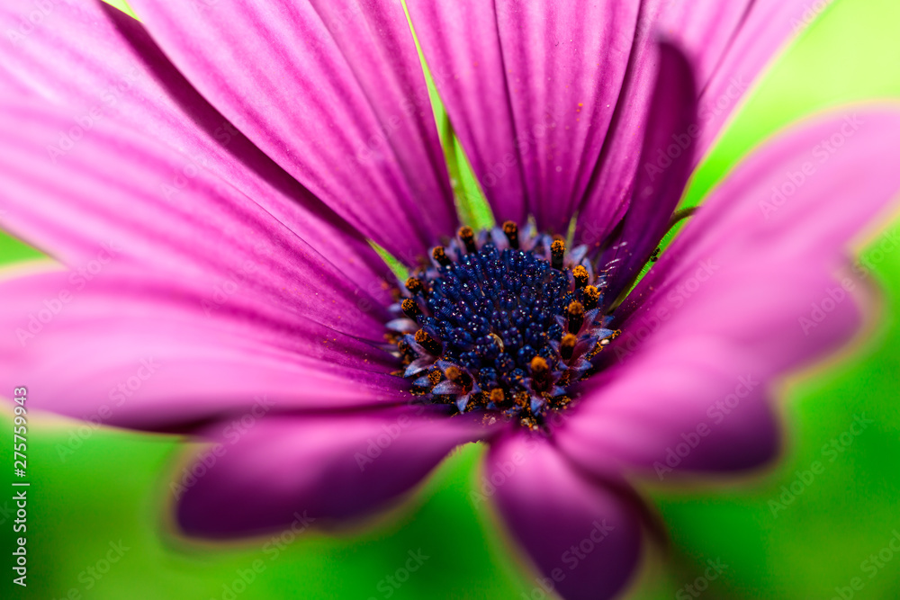 Macro Flower Macro Flower