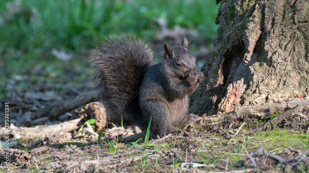 Naklejka premium squirrel in park