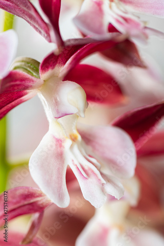 The flying orchid (Calanthe) with limited depth of field photo