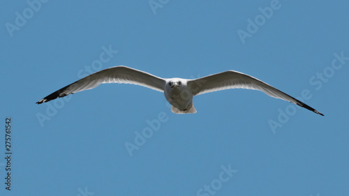 seagull in flight