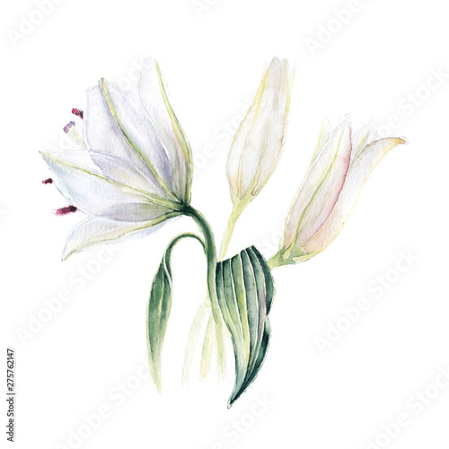 Fototapeta Naklejka Na Ścianę i Meble -  White gentle lilies with leaves and blossoms. Hand drawn watercolor illustration isolated on white.