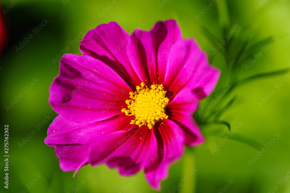 Obraz premium Macro Flower
