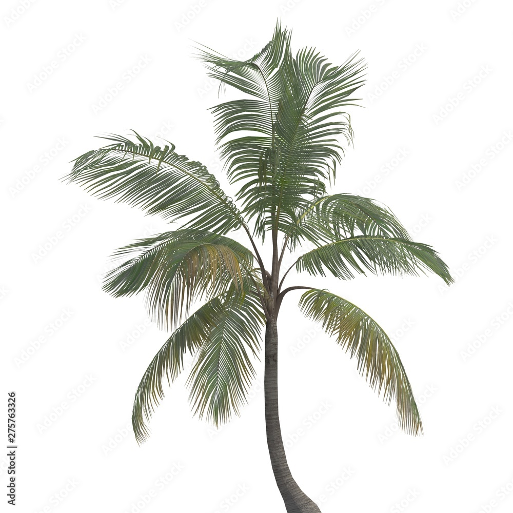 Fototapeta Palm Tree 3d illustration isolated on the white background