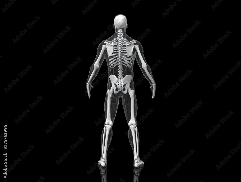 Human Skeleton isolated - 3d render