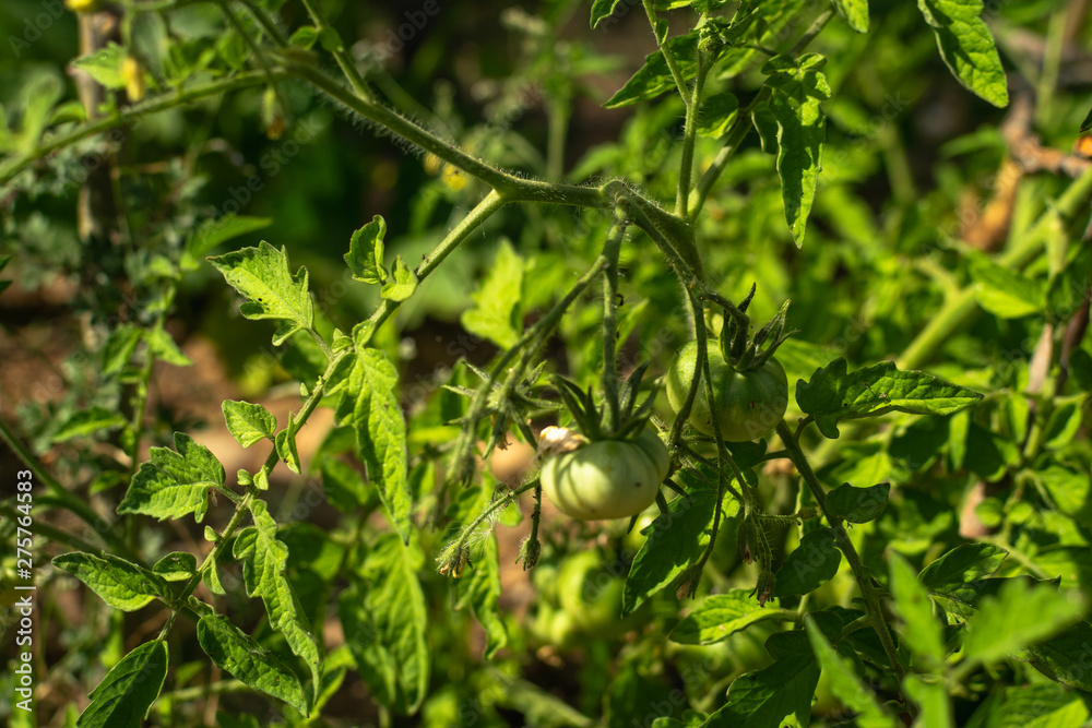 Natural orchard, ecological and bio growing plants Natural orchard, ecological and bio growing plants