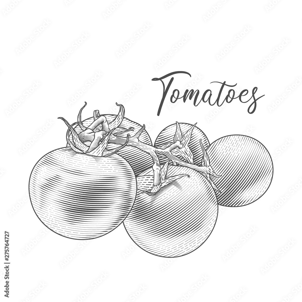 Tomatoes branch. Vector hand drawn illustration of tomatoes in ...