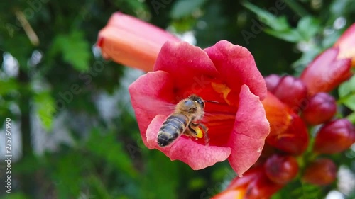 Close up video of a honey bee hovering near and entering a trumpet vine flower. Shot at 120 fps.
