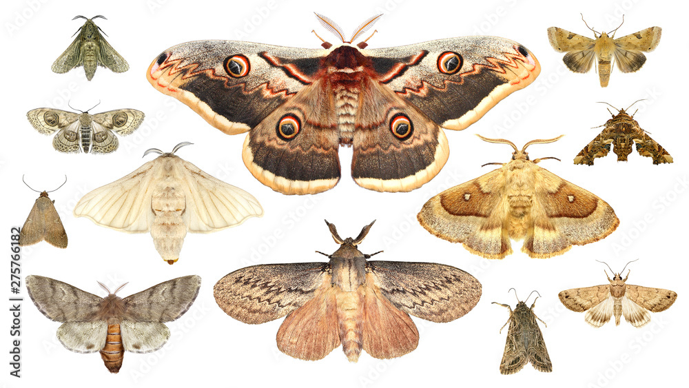 Moths. Isolated on a white background - obrazy, fototapety, plakaty 
