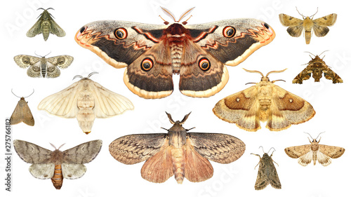 Moths. Isolated on a white background photo