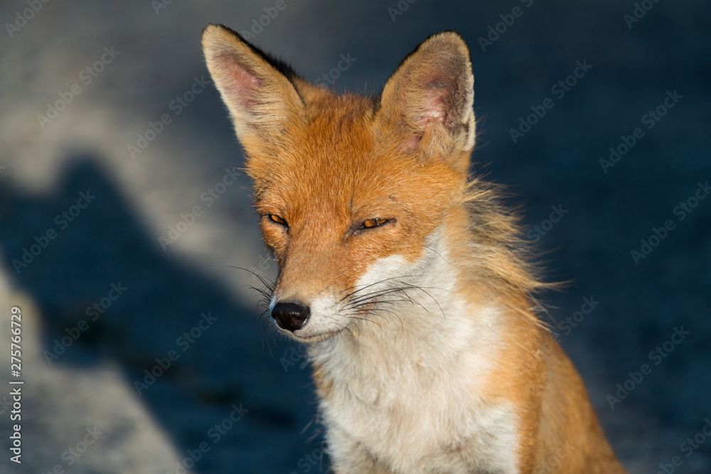 Fototapeta premium Europejski lis rudy