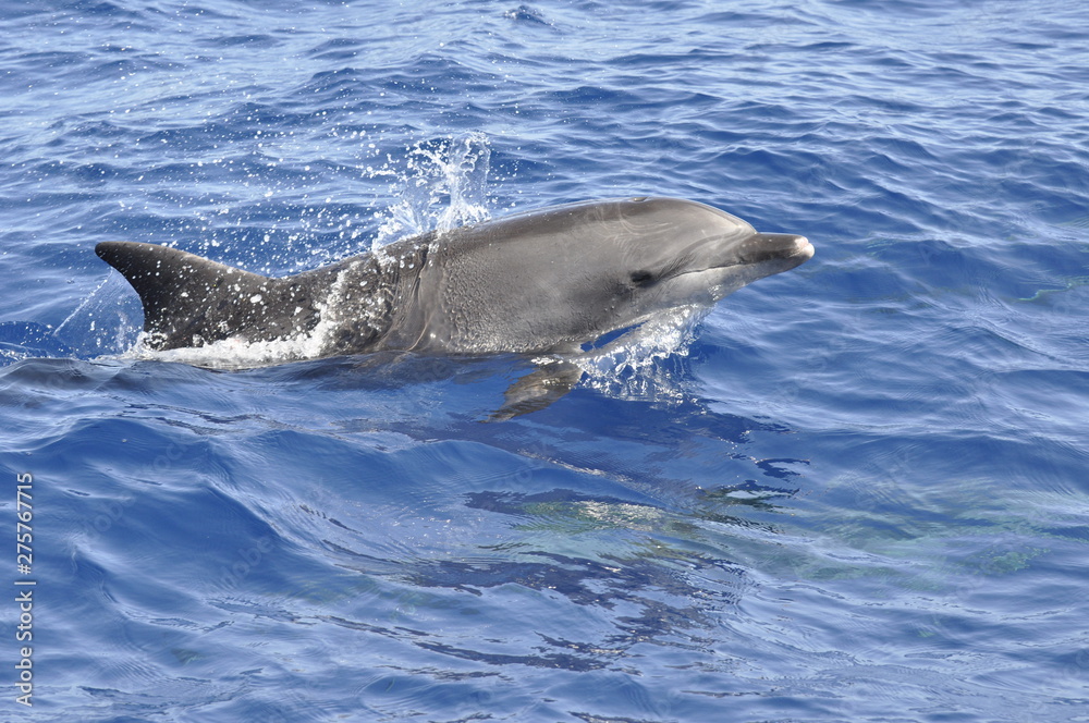 Obraz premium Dauphin