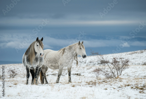 Wild horses in winter in Bosnia