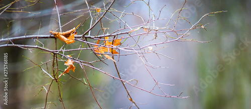 Branch with dry autumn leaves in the forest on a blurry background