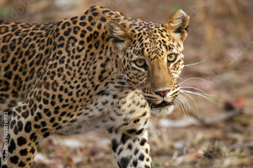 Leopard  Panthera pardus  Panna National Park  Madhya Pradesh  India.
