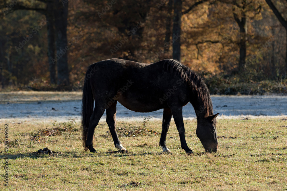 Horse and autumn season, Auvergne, France. Horse and autumn season, Auvergne, France.