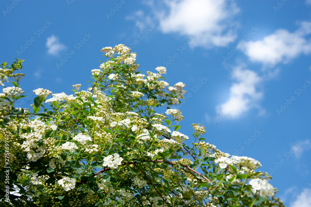 white flowers of Spiraea on background of blue sky white flowers of Spiraea on background of blue sky