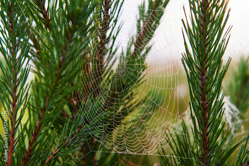 Spider web in the meadows.