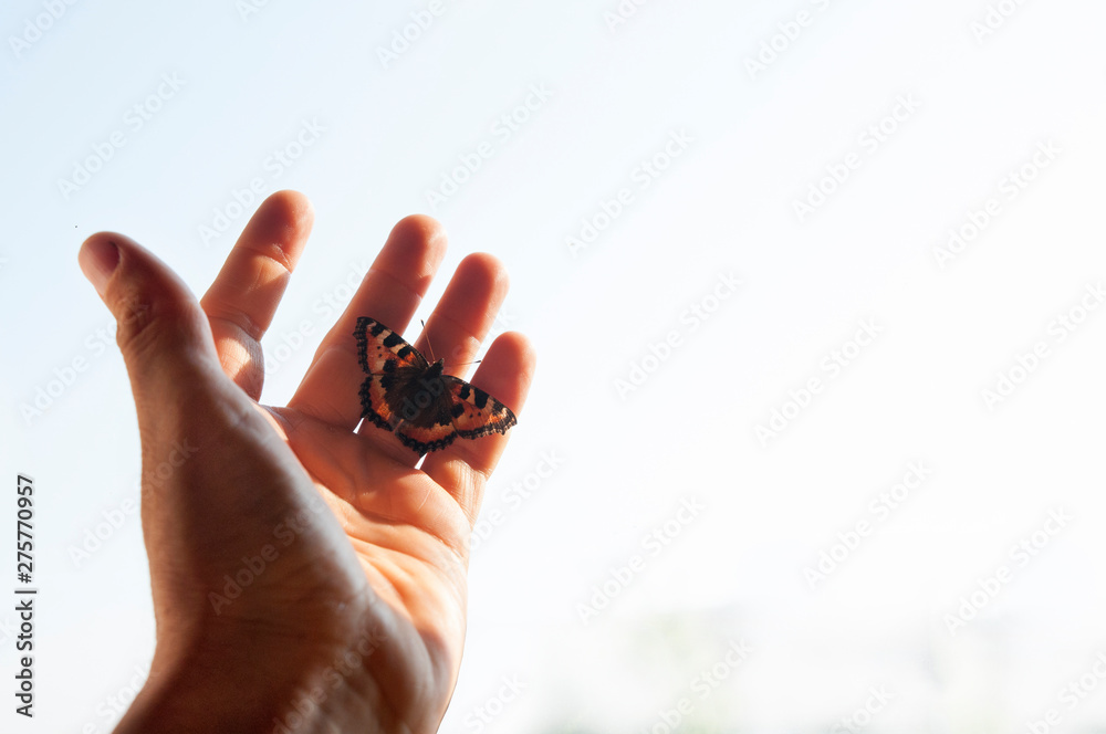 Fototapeta premium man's hand with a butterfly on the fingers of pulled up on white background