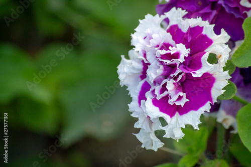 Petunia in the garden on a blurred background, close-up flower .