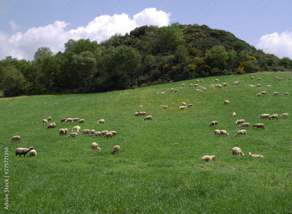 flock of sheep on greeen field landscape