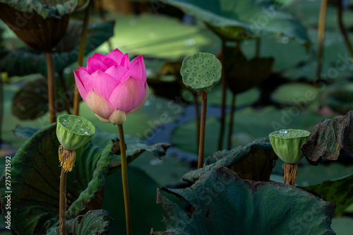 Beautiful Sacred Lotus flower blooming in a pond with soft morning light photo