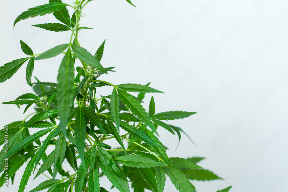 Closeup of plant of marijuana, weed or cannabis in pots at home on a white console against a white wall Closeup of plant of marijuana, weed or cannabis in pots at home on a white console against a white wall
