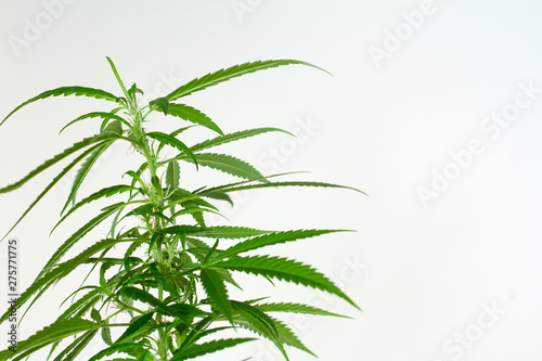 Closeup of plant of marijuana  weed or cannabis in pots at home on a white console against a white wall