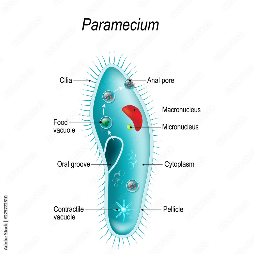 Anatomy of Paramecium Stock Vector Adobe Stock