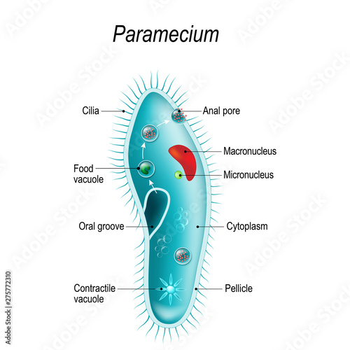 Anatomy of Paramecium