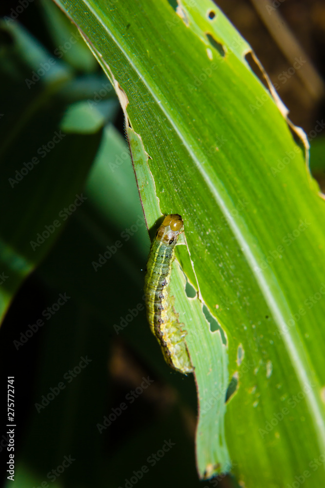 fall armyworm Spodoptera frugiperda on corn leaf. Corn leaves damage by worms fall armyworm Spodoptera frugiperda on corn leaf. Corn leaves damage by worms
