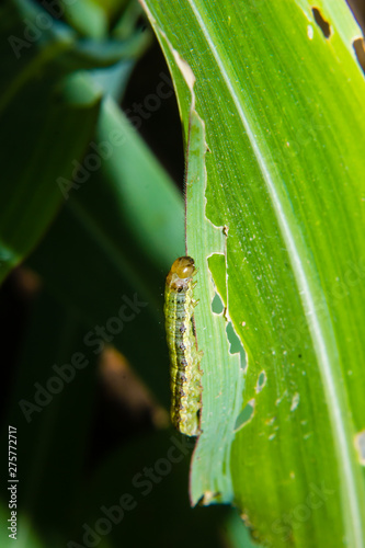 fall armyworm Spodoptera frugiperda on corn leaf. Corn leaves damage by worms