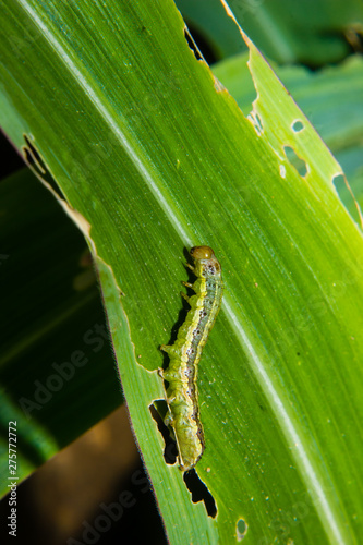 fall armyworm Spodoptera frugiperda on corn leaf. Corn leaves damage by worms