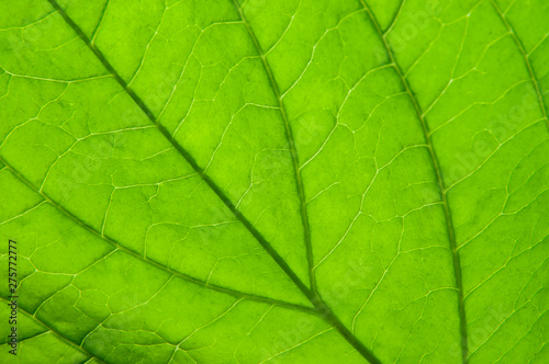 extreme close-up of a green leaf of a dogwood